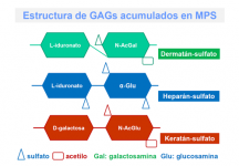 Estructura de GAGs acumulados en MPS