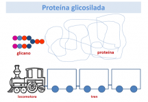 Proteína glicosilada