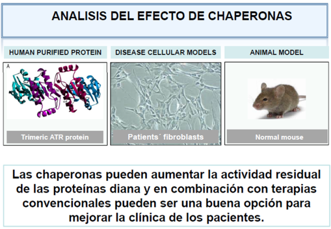 Análisis del efecto de chaperonas. Imagen: Dra. Belén Pérez González