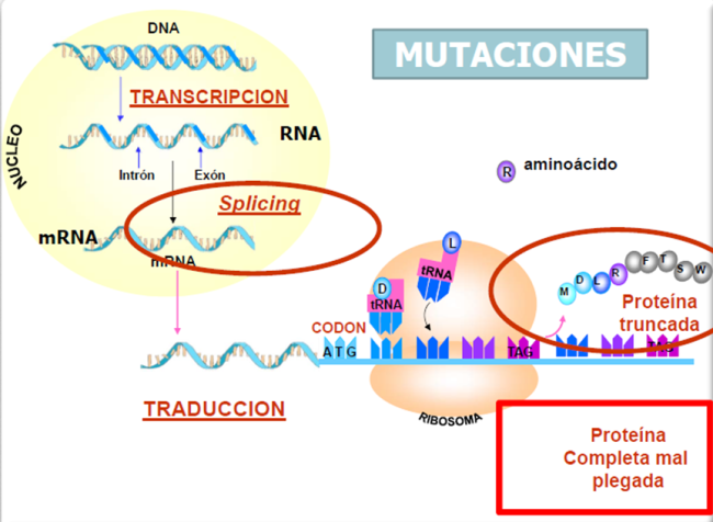 Mutaciones genéticas. Imagen: Dra. Belén Pérez González
