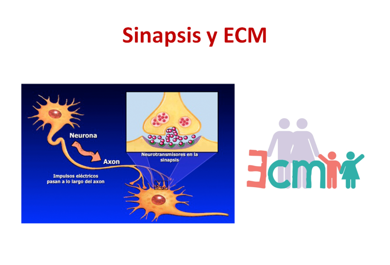 Sinapsis y ECM