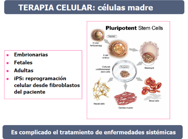 Terapia celular con células madre. Imagen: Dra. Belén Pérez González