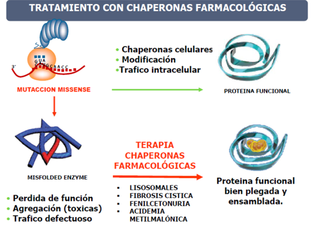 Tratamiento con chaperonas farmacológicas. Imagen: Dra. Belén Pérez González