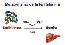 Metabolismo de la fenilalanina