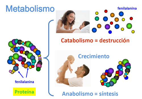Catabolismo / Anabolismo