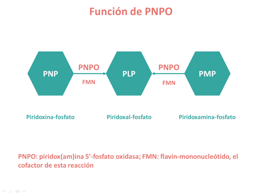 Función de PNPO. Imagen: HSJDBCN