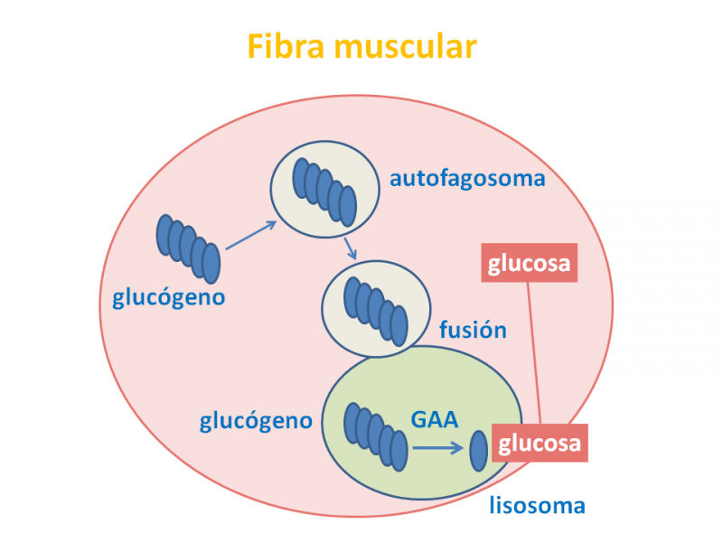 El glucógeno penetra la membrana celular. Imagen: HSJDBCN
