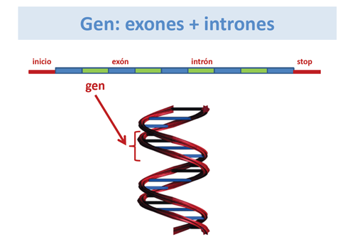 Gen= exones + intrones