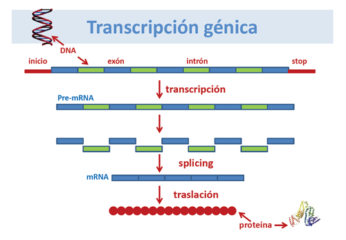 Transcripción génica