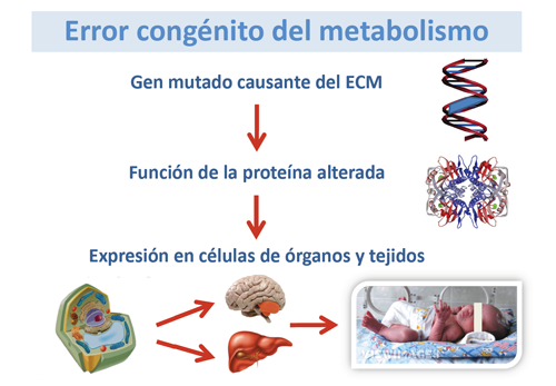 Error congénito del metabolismo (ECM)