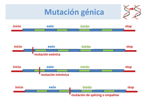 Mutación génica