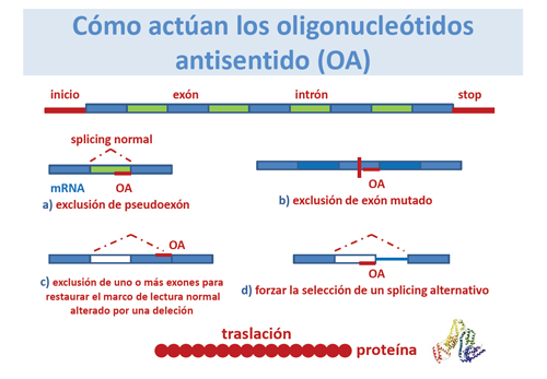 ¿Cómo actúan los oligonucleótidos antisentido?