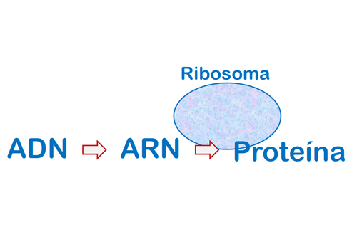 Acción de los ribosomas