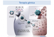 Terapia génica (Imagen propiedad del National Institutes of Health, part of the United States Department of Health and Human Services)