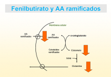 Fenilbutirato y aminoácidos ramificados
