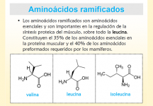 Aminoácidos ramificados