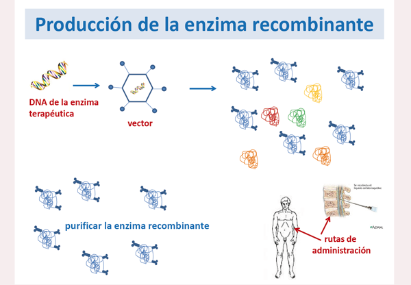 Producción de la enzima recombinante