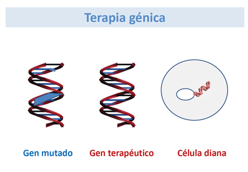 Terapia génica