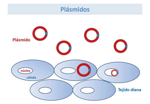 Vectores no virales: plásmidos