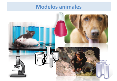 Modelos animales