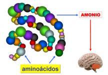 Toxicidad del amonio para el cerebro