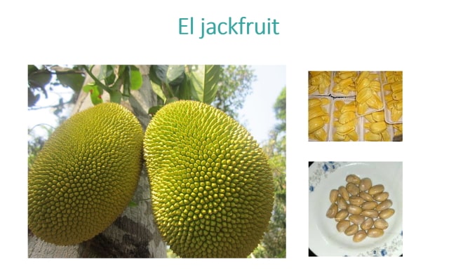 El jackfruit, una fruta tropical de origen asiático muy versátil