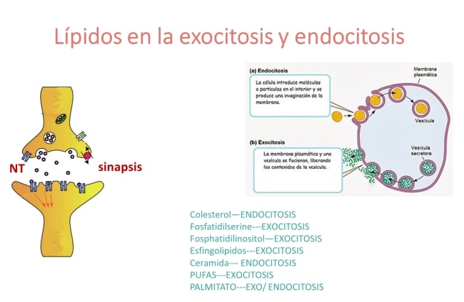 Lípidos en la exocitosis y endocitosis