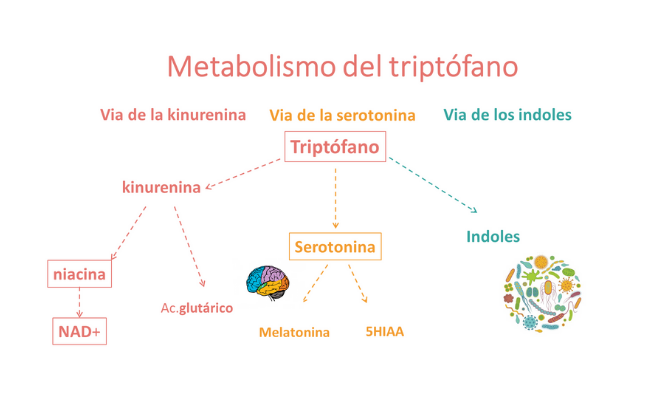 Metabolismo del triptófano