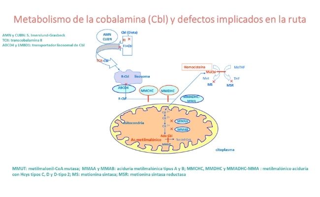 Metabolismo de la cobalamina (Cbl) y defectos implicados en la ruta 