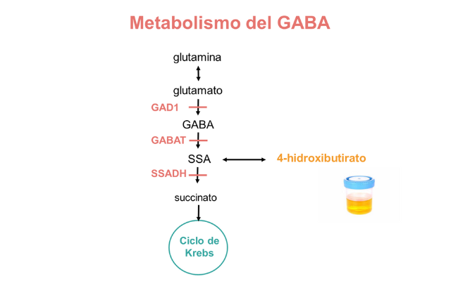 Defectos del catabolismo del GABA Guía Metabólica Hospital Sant Joan de Déu Barcelona
