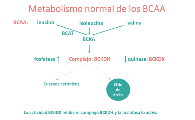Metabolismo normal de los BCAA 