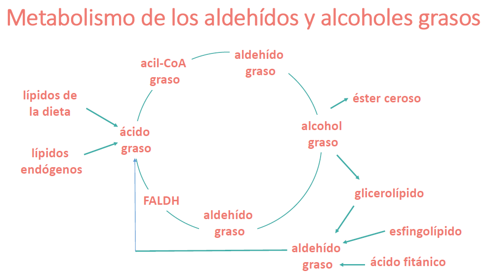 metabolismo de los aldehidos y alcoholes grasos