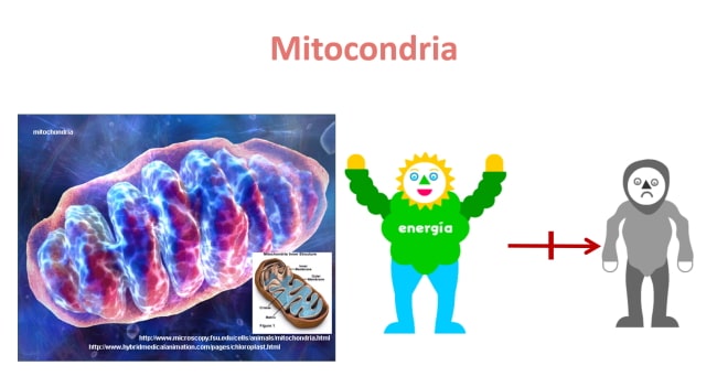 Mitocondria Guía Metabólica