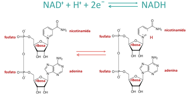 El NAD+ es una molécula formada por dos nucleótidos unidos mediante grupos fosfatos