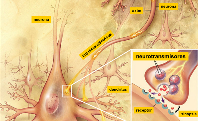 Neurotransmisores Sinapsis Guía Metabólica 