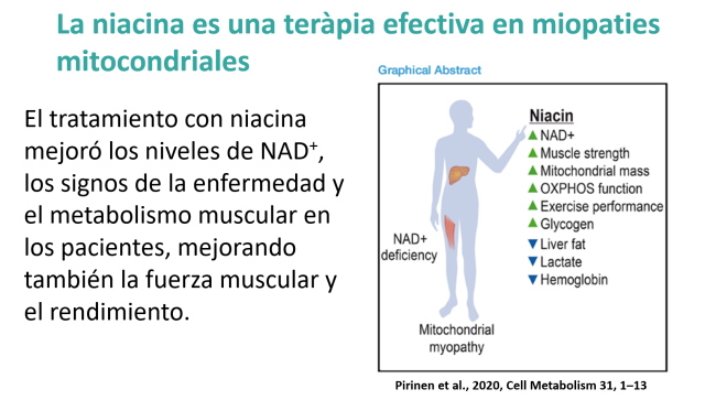 La niacina es una terapia efectiva en miopatías mitocondriales