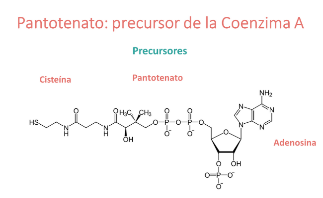 El pantotenato: precursor de la coenzima A