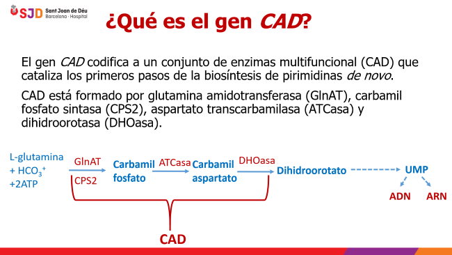 ¿Qué es el gen CAD?