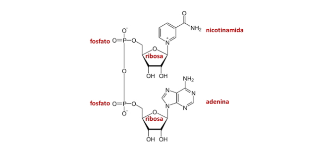 ¿Qué es el NAD+ o nicotinamida adenina dinucleótido?