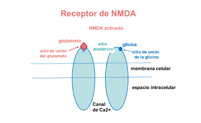 Receptor de NMDA Guía metabólica Hospital Sant Joan de Déu