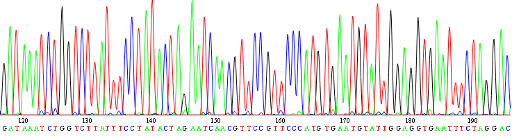 Secuencia de DNA. Foto: Wikimedia