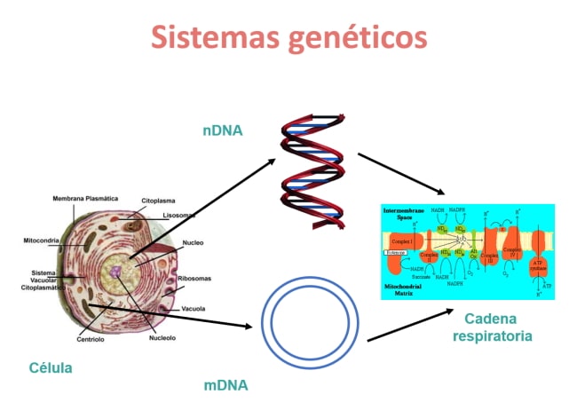 Sistema genético