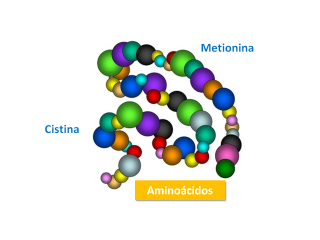 ¿Qué son los aminoácidos azufrados?