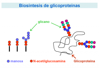 ¿Qué son los defectos congénitos de la glicosilación?