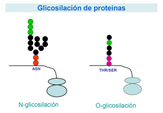 ¿Qué son las glicoproteínas?