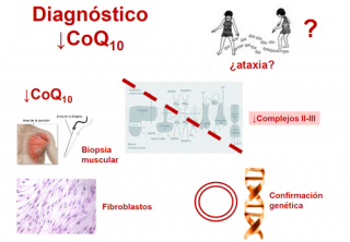 ¿Cómo se diagnostica una deficiencia de coenzima Q10?