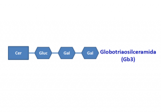 Globotraosilceramida (Gb3)