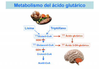 Qu Ocurre En La Aciduria Glut Rica Tipo I Gu A Metab Lica   Aciduria Glutarica 02 Nou X500 