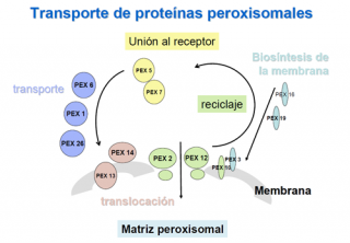 Transporte de proteínas peroxisomales