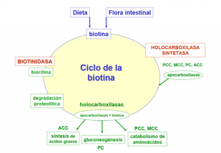 ¿Cómo se metaboliza la biotina?